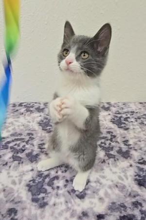 A gray and white kitten standing on its hind legs with its front paws together, looking up at a colorful feather toy.