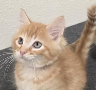 A close-up of a fluffy orange kitten with large green eyes, looking up and to the side. The kitten has a white chest and is sitting on a dark surface with a light-colored wall in the background.
