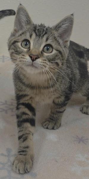 A tabby kitten with green eyes standing on a soft surface.