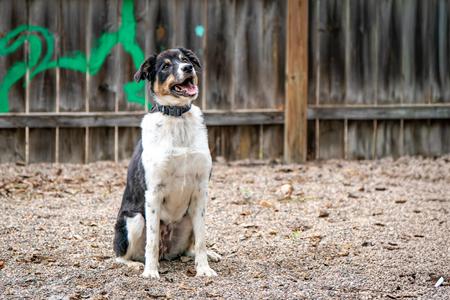Daisy, Border Collie, adult, available for adoption