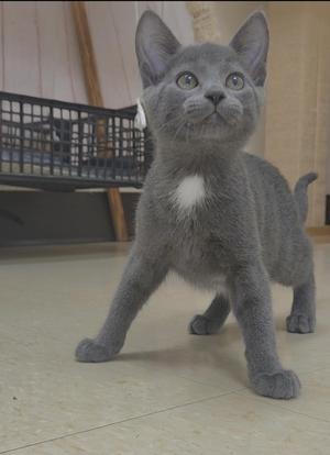 A gray kitten with large ears and green eyes standing on a tiled floor.