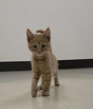 A small orange tabby kitten standing on a tiled floor, looking directly at the camera.