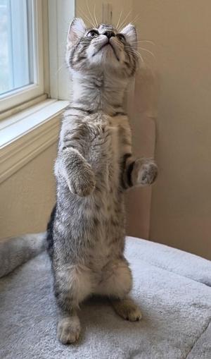 A gray tabby cat standing on its hind legs, looking up with its front paws raised.