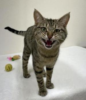 Roomba, adult, available for adoption