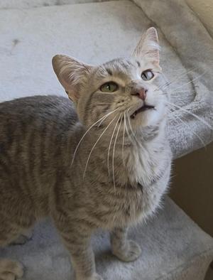 A gray tabby cat with green eyes looking up, standing on a soft surface.