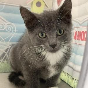 Onyx, kitten, available for adoption