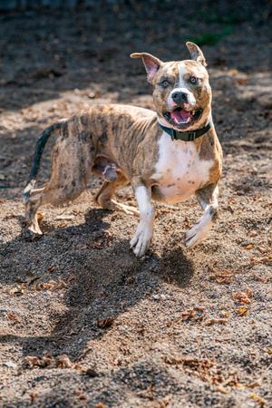Bo, Pit Bull Terrier / Staffordshire Bull Terrier, young, available for adoption