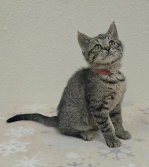 A gray tabby kitten sitting on a white blanket with snowflake patterns, looking up with wide eyes.