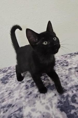 Licorice, kitten, available for adoption