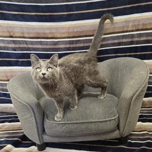 A gray cat is standing on a small gray armchair with a striped blanket in the background.