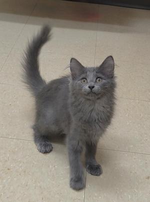 A gray kitten standing on a tiled floor, looking up with its tail raised.