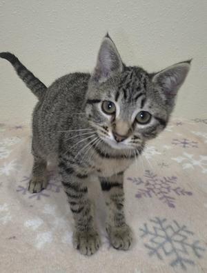 A tabby kitten with gray and black stripes standing on a light-colored surface with snowflake patterns.