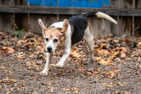 Pringles, Beagle, senior, available for adoption