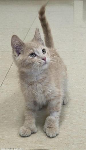 a light-colored kitten standing on a tiled floor with its tail raised