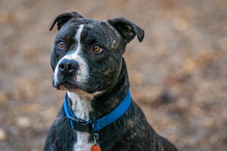 Luke, Pit Bull Terrier / Staffordshire Bull Terrier, adult, available for adoption