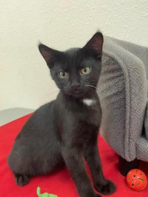 Martini, kitten, available for adoption