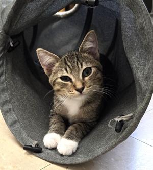 Nike, kitten, available for adoption