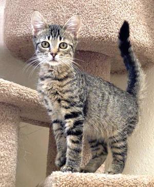 A tabby kitten standing on a cat tree, looking directly at the camera with bright eyes.