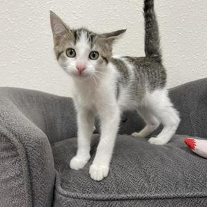 A gray and white kitten standing on a gray couch with its tail up.