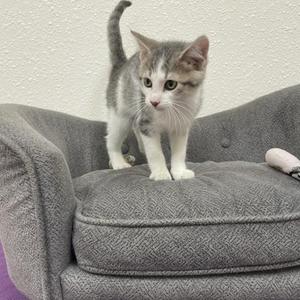 A gray and white kitten standing on a gray cushioned chair.