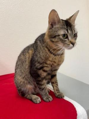 Shasta, adult, available for adoption