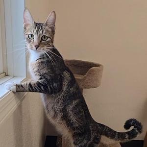 A tabby cat standing on its hind legs, leaning on a windowsill with its front paws, looking out the window.