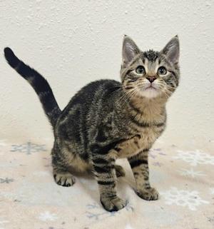 Bissell, kitten, available for adoption