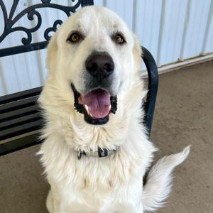 MIchael, Great Pyrenees, adult, available for adoption