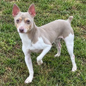 Boomer, Terrier, Rat, adult, available for adoption