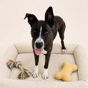 A black and white dog standing in a dog bed with a rope toy and a bone-shaped toy.