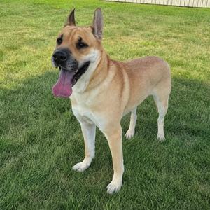 A brown and white dog standing on a grassy lawn with its tongue out.