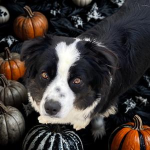 Luna, Shepherd, Australian, adult, available for adoption