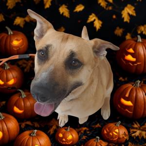 Mango, Terrier, American Staffordshire, adult, available for adoption