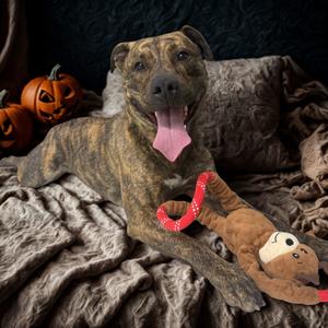Maude, Terrier, American Staffordshire, adult, available for adoption