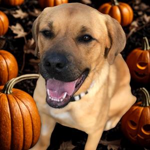 Arizona, Shepherd, German, adult, available for adoption