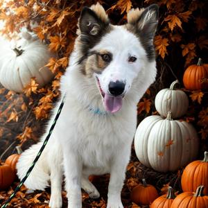 Subwoofer, Mixed Breed (Large), young, available for adoption