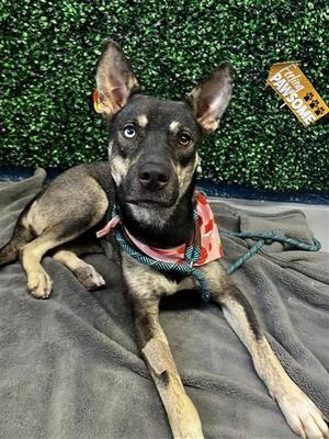 CAROLINA, German Shepherd Dog / Siberian Husky, adult, available for adoption