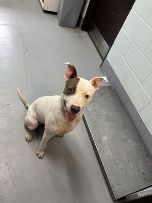 A white and brown dog sitting on a concrete floor, looking up with its tongue out.