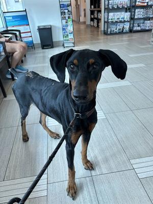 DRACULA, Doberman Pinscher, adult, available for adoption