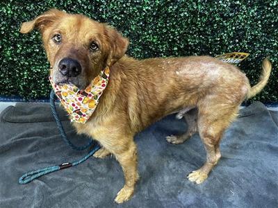 CAESAR, Golden Retriever, senior, available for adoption