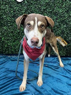 ALLEN, Husky, adult, available for adoption
