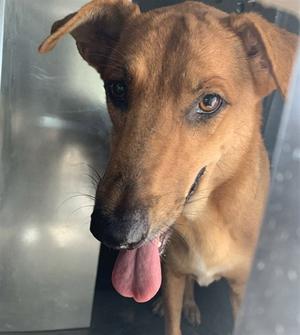ADELA, German Shepherd Dog, adult, available for adoption