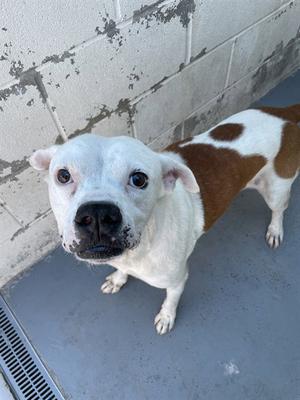 a white and brown dog standing on a concrete floor