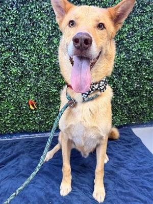 ACE, German Shepherd Dog, adult, available for adoption