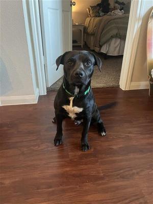 DICE, Staffordshire Bull Terrier, adult, available for adoption