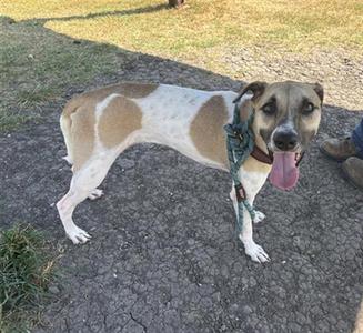 a brown and white dog standing on a dirt path with its tongue out