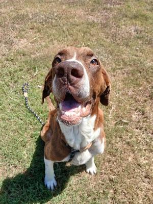 A brown and white dog with floppy ears is sitting on grass, looking up with its mouth open and tongue out.