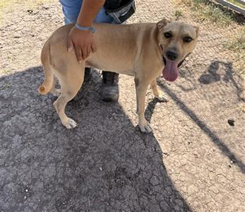 FAITH MARIE, Black Mouth Cur, adult, available for adoption
