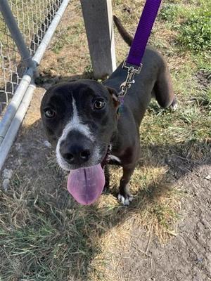 BROWNIE BATTER BLIZARD GIRL, Labrador Retriever, adult, available for adoption