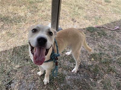 A happy tan dog with a black nose and floppy ears, wearing a blue leash, standing on a patch of grass and dirt.